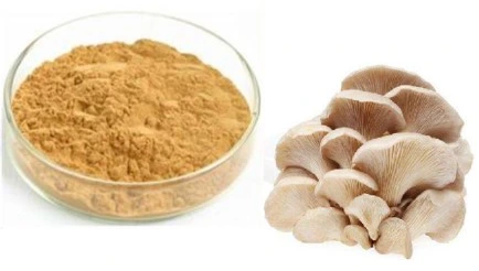 Factory Supply Oyster Mushroom Exract 10% 50% Polysaccharides
