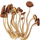 Polysacchrides Herbal Plant Extract Agrocybe Chaxingu Extract 20%