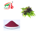 Elderberry Extract 25% Anthocyanidins Berry Extract Anthocyanin Powder