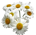 Chrysanthemum Extract Feverfew Extract 5:1 Herbal Plant Extract For Beverage