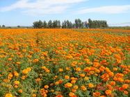 ISO 9001 Marigold Flower Extract 10% Lutein To Improve Eyesight
