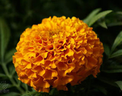 Natural Marigold Flower 10% Lutein Herb Plant Extract To Protect Eyes
