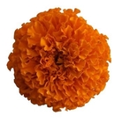 GMO Free Natural Marigold Flower Extract 10% Lutein To Improve Eyesight