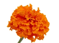 HALAL Marigold Flower Extract 10% Lutein For Age Related Macular Degeneration