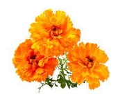 Marigold Flower Extract 20% Lutein Against The Development Of Macular Degeneration