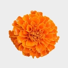 Marigold Flower Extract 10% Lutein For Reducing Risk Of Macular Degeneration