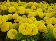 Natural Marigold Flower Extract 10% Lutein For Protecting The Retina
