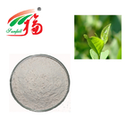 Green Tea Extract 90% (-) - Epicatechin (EC) CAS 490-46-0 For Muscle Builder