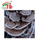 Coriolus Versicolor Extract 30% Polysaccharides For Food Addiitive