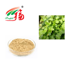 Gotu Kola Extract 80% Asiaticoside For Skin Care Cosmetics Plant Extracts