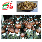 Agaricus Blazei Extract 20% Polysaccharides For Functional Food