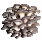 Oyster Mushroom Extract 10% 50% Polysaccharides Mushroom Extract Powder