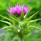 Milk Thistle Extract 80% Silymarin Herbal Plant Extract For Liver Cell Growth