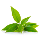 Green Tea Extract Powder 98% Polyphenols As Antioxidants In Cosmetics