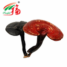 Reishi Mushroom Extract 30% Polysaccharides For Functional Food