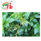 90% Dihydromyricetin Vine Tea Extract ISO 9001 Certified For Cosmetics