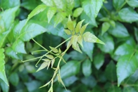 Leaf Vine Tea DHM Extract 98% Dihydromyricetin For Cosmetics