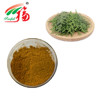 10:1 Herbal Plant Extract Cacumen Platycladus Orientalis Extract