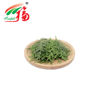 10:1 Herbal Plant Extract Cacumen Platycladus Orientalis Extract