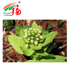 Butterbur Root Herbal Plant Extract 10:1 20:1 For Anti Phlogosis