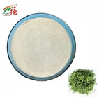 Natural Green Tea Extract Powder HPLC 90% - 98% Epigallocatechin EGC