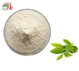 HPLC Green Tea Extract Powder 90% EC Epicatechin For Beverage