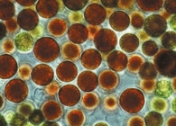 Haematococcus Pluvialis Cosmetics Plant Extracts 1% Astaxanthin For Immune Boosting