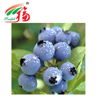 Blueberry Anthocyanin Extract Powder 5:1 Supplement For Food Additive