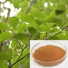 Natural Eucommia Ulmoides Leaf Extract Chlorogenic Acid For Enhancing Immunity