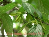 Antioxidant Eucommia Bark Extract Powder 98% Chlorogenic Acid Brown Yellow