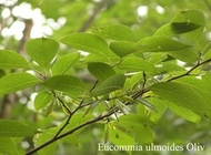 ISO9001 Leaf Eucommia Ulmoides Extract To Protect Cardiovascular Diseases