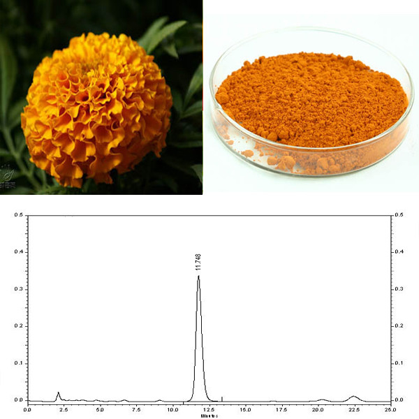 Natural Marigold Extract Powder 5% 10% 20% Lutein For Eye Health Supplement