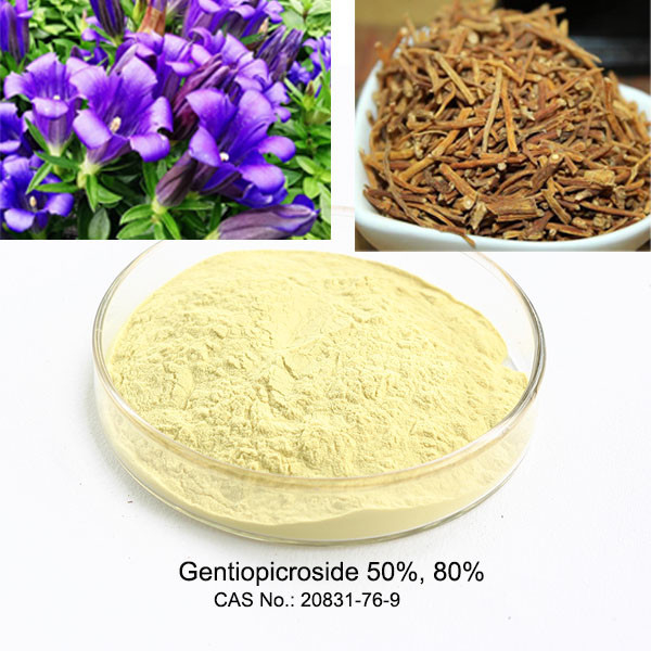 Natural Gentian Root Extract 50% 80% Gentiopicroside For Liver Health