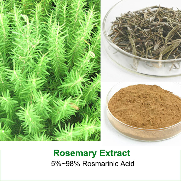 Natural Rosemary Extract 5%~98% Rosmarinic Acid / Carnosic Acid