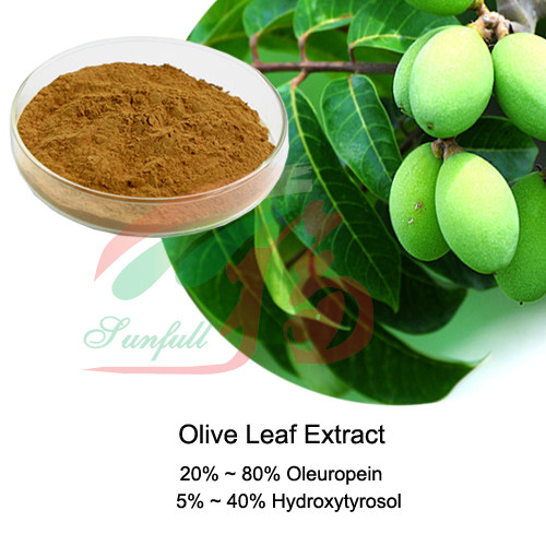 Natural Olive Olea Europaea Leaf Extract 20% 40% Oleuropein Hydroxytyrosol