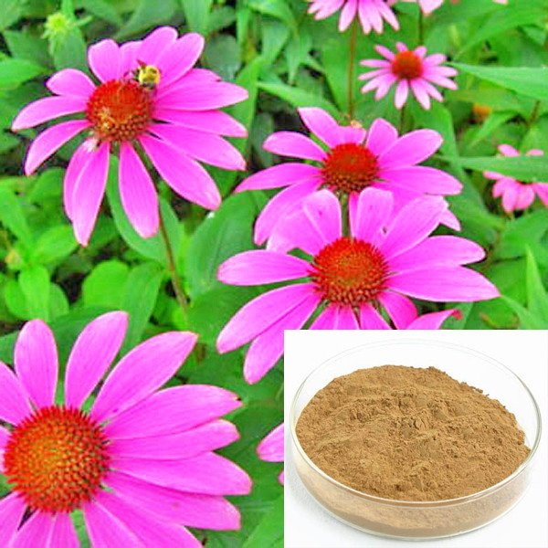 Echinacea Extract