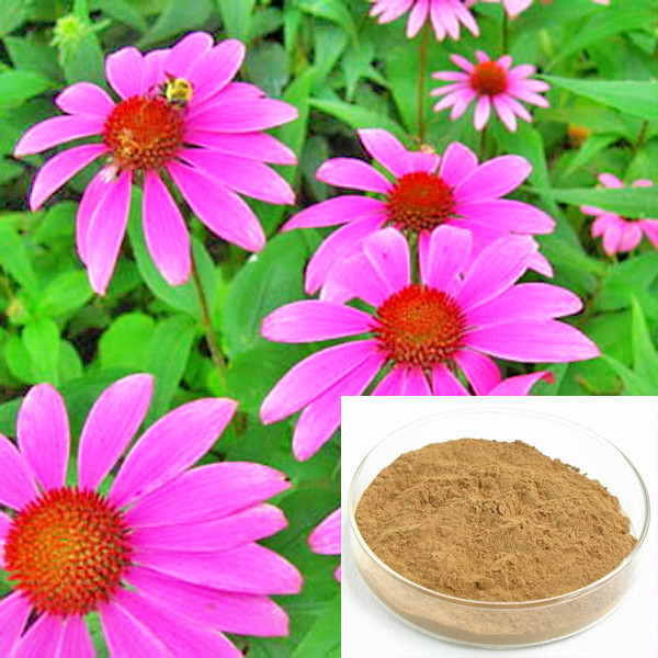 Natural Echinacea Purpurea Herb Extract 4% Polyphenols