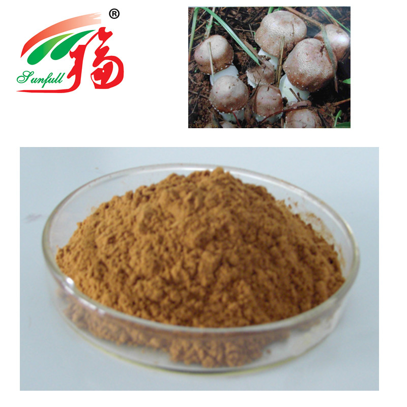 Agaricus Blazei Extract 20% Polysaccharides For Functional Food