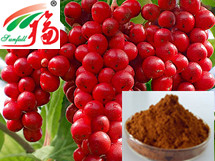 Schisandra Chinensis Extract 2% Schizandrin Deoxyschizndrin UV