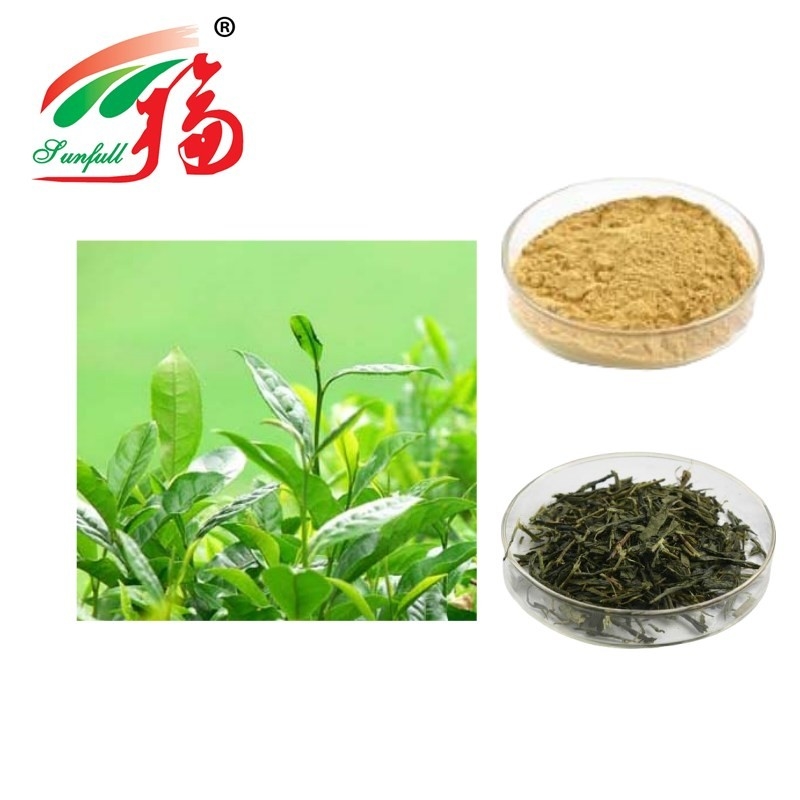 Green Tea Extract Powder Catechins & Polyphenols Anti Radiation Anti-Oxidation Antibacterial