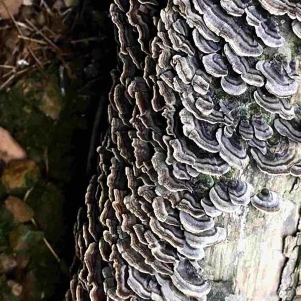 Coriolus Versicolor Extract 10%~50% Polysacchrides PSK PSP Turkey tail Mushroom Extract