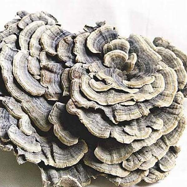 Coriolus Versicolor Extract 10%~50% Polysacchrides PSK PSP Turkey tail Mushroom Extract