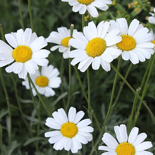 Natural Pesticide Pyrethrum Extract For Pest Control In Agriculture Light Yellow Transparent Oily Liquid