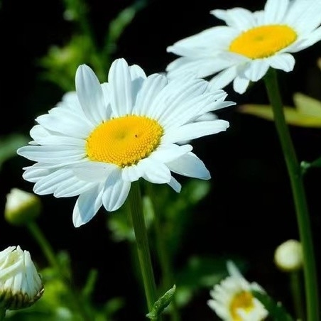 Pyrethrum Extract 25% 50% 70% Pyrethrins Natural Pesticide for Eco-Friendly Pest Management