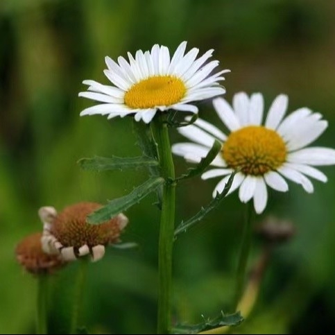 Pyrethrum Extract 25% 50% 70% Pyrethrins Natural Pesticide for Eco-Friendly Pest Management