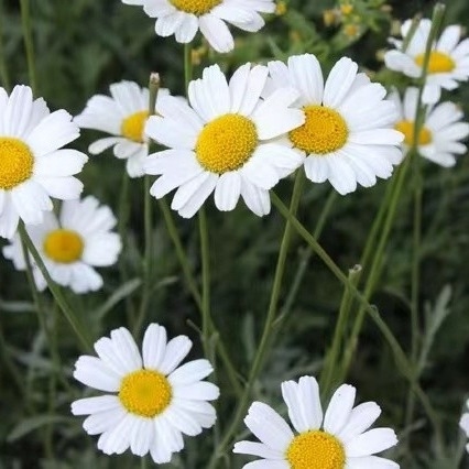 Pyrethrum Extract 25% 50% 70% Pyrethrins Natural Pesticide for Eco-Friendly Pest Management