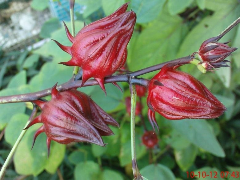 Red Hibiscus Flower Extract Herbal Extract for Superior Products