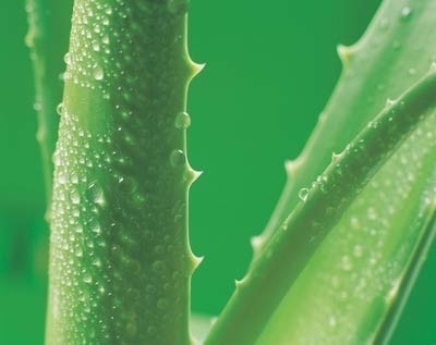 20:1 Aloe Vera Extract Aloe Vera Gel Freeze Dried Powder for Cosmetics