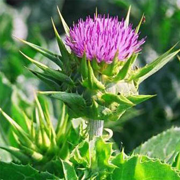 40% Silymarin Milk Thistle Extract: Trusted, High-Yield Ingredient For Premium Liver Care Solutions