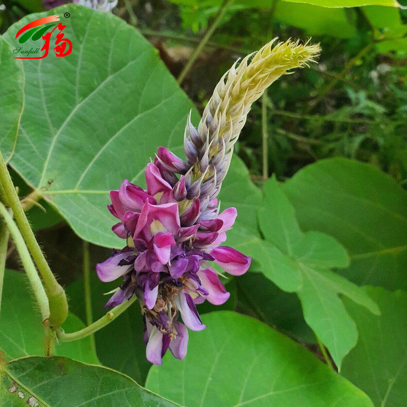China Factory Natural Kudzu Root Extract Puerarin With 25% 60% 98% For Option